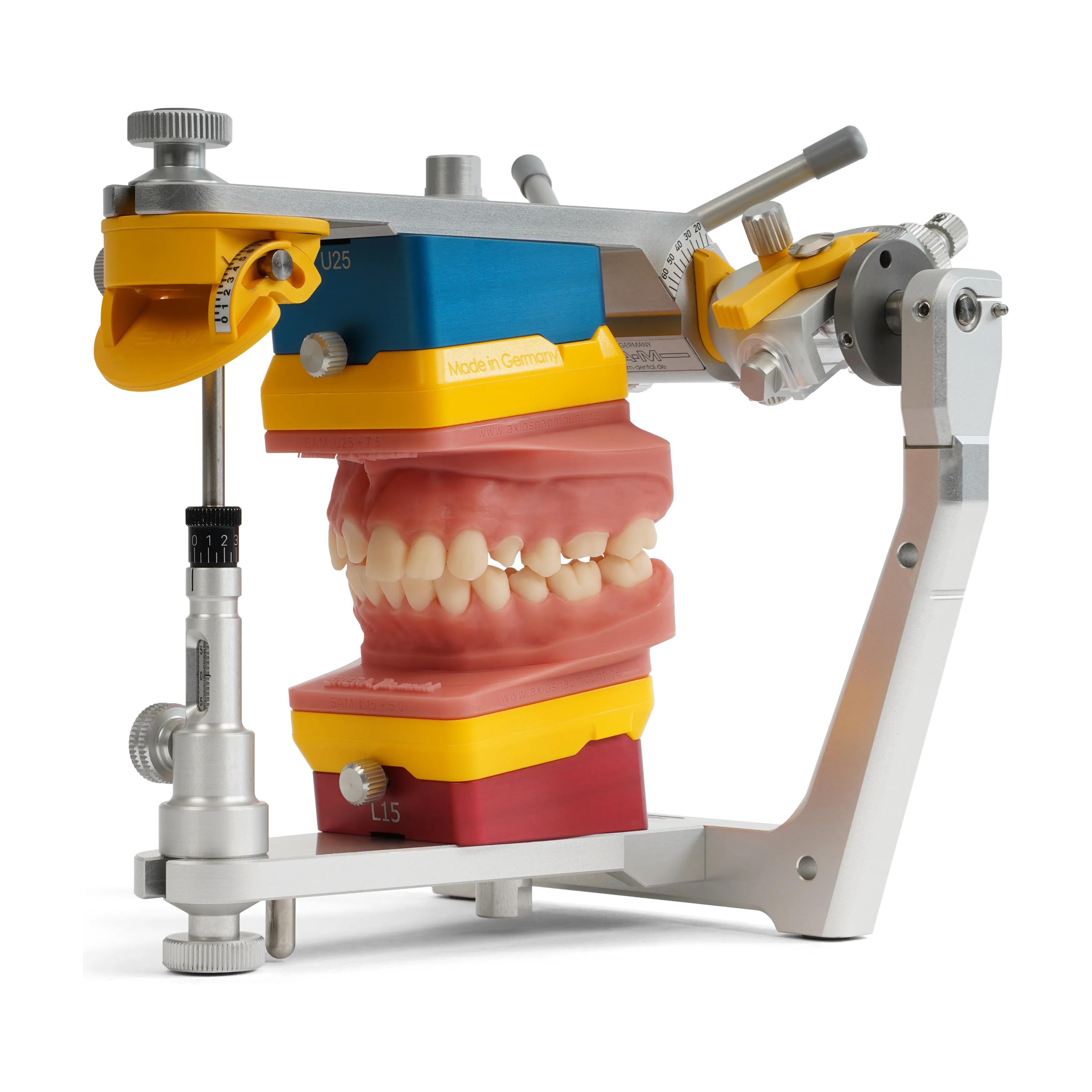 Upper and lower dental models mounted in occlusion on a dental articulator.